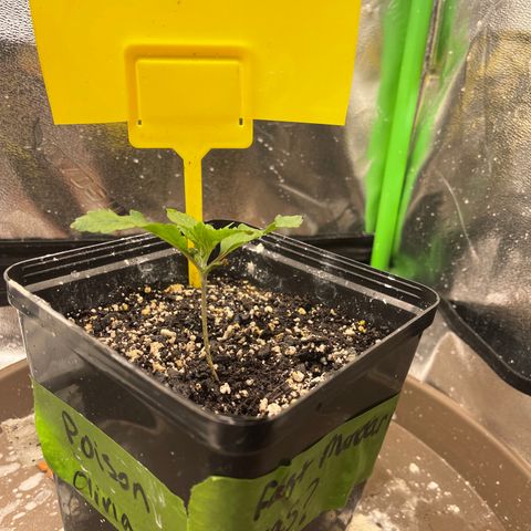 Red mandarine  growlog timeline photo