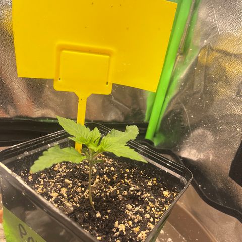 Red mandarine  growlog timeline photo