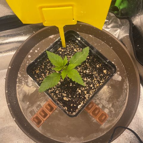 Red mandarine  growlog timeline photo
