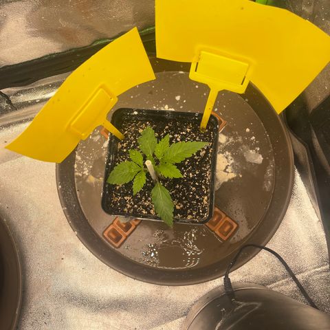 Red mandarine  growlog timeline photo