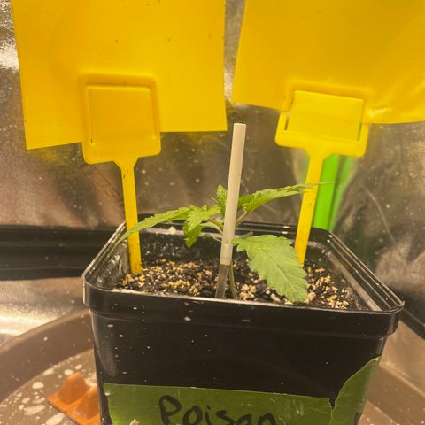 Red mandarine  growlog timeline photo