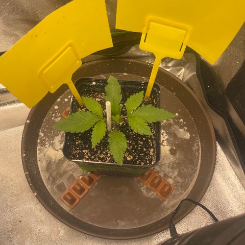 Red mandarine  growlog timeline photo