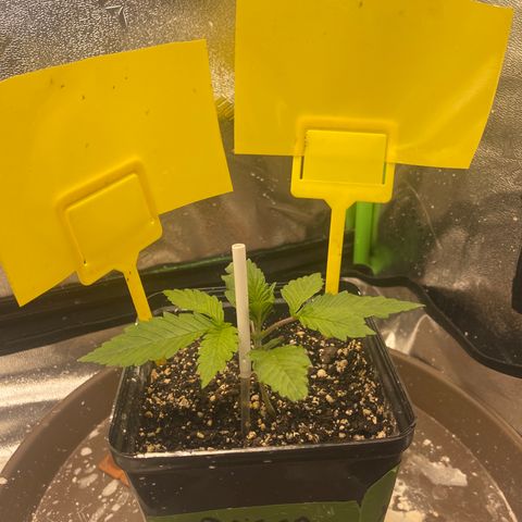 Red mandarine  growlog timeline photo