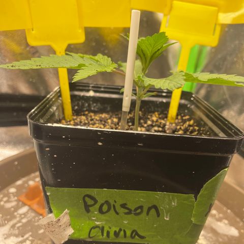 Red mandarine  growlog timeline photo