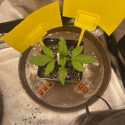 Red mandarine  growlog timeline photo