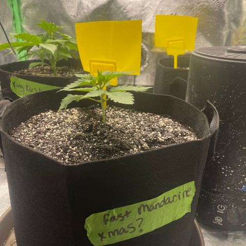 Red mandarine  growlog timeline photo