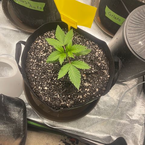 Red mandarine  growlog timeline photo