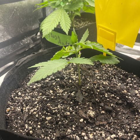 Red mandarine  growlog timeline photo