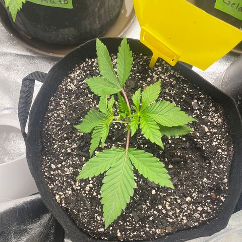 Red mandarine  growlog timeline photo