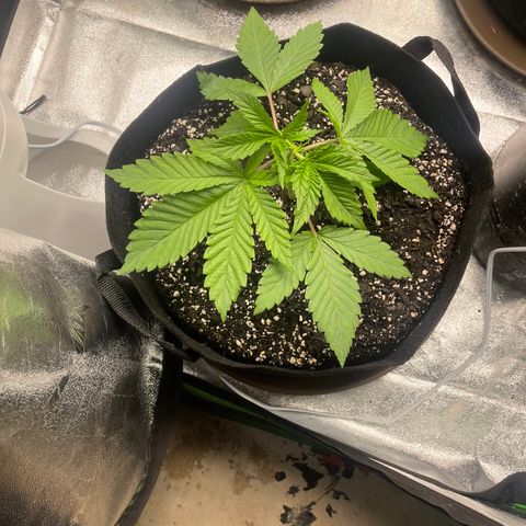 Red mandarine  growlog timeline photo