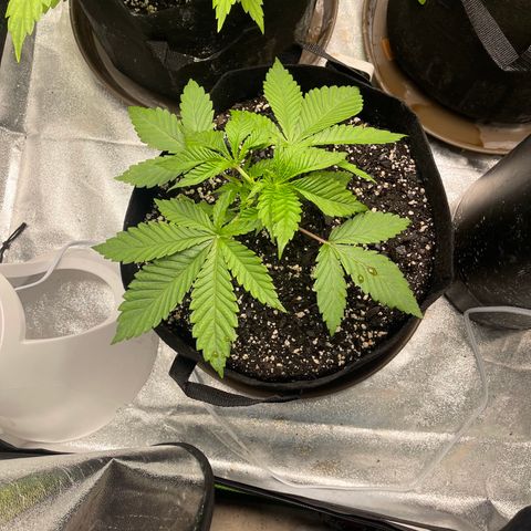 Red mandarine  growlog timeline photo