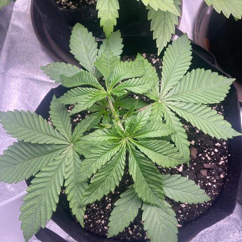 Red mandarine  growlog timeline photo