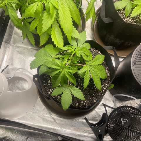 Red mandarine  growlog timeline photo