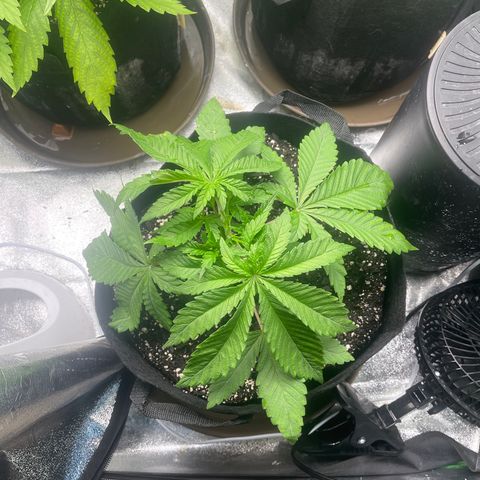 Red mandarine  growlog timeline photo