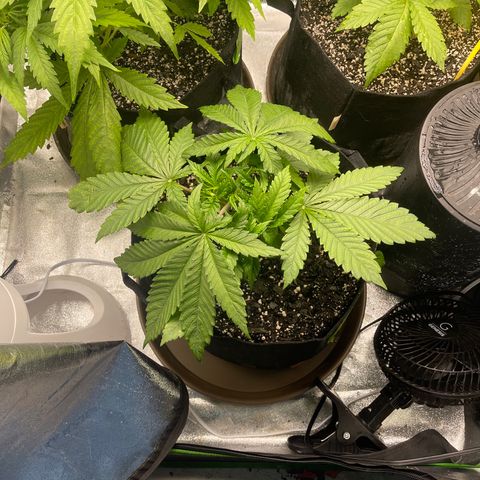 Red mandarine  growlog timeline photo