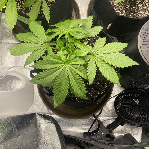 Red mandarine  growlog timeline photo