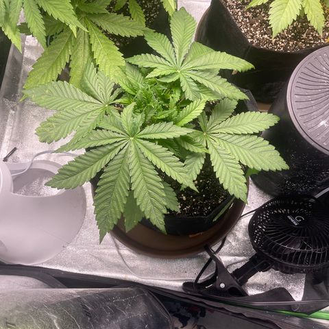 Red mandarine  growlog timeline photo