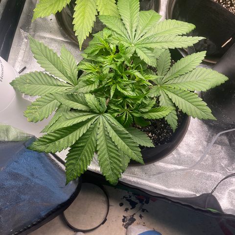 Red mandarine  growlog timeline photo
