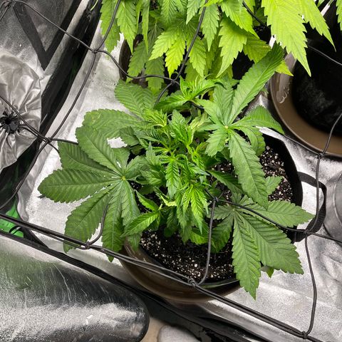 Red mandarine  growlog timeline photo