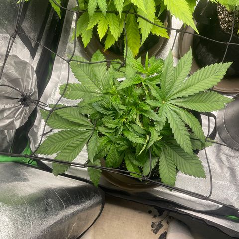 Red mandarine  growlog timeline photo