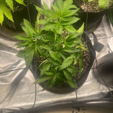 Red mandarine  growlog timeline photo