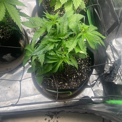 Red mandarine  growlog timeline photo