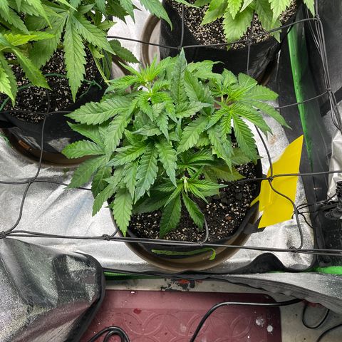 Red mandarine  growlog timeline photo