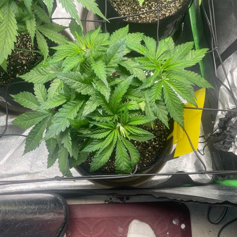 Red mandarine  growlog timeline photo