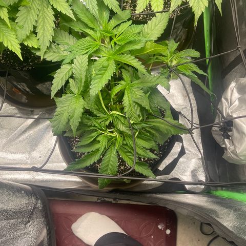 Red mandarine  growlog timeline photo