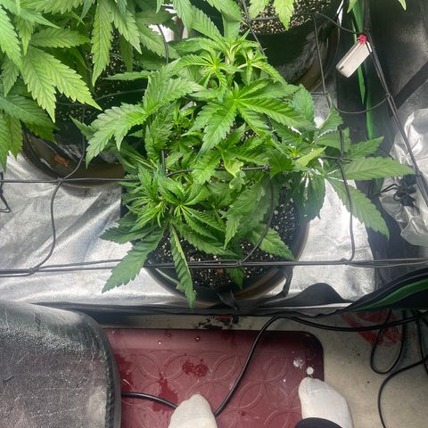 Red mandarine  growlog timeline photo