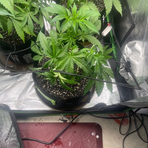 Red mandarine  growlog timeline photo