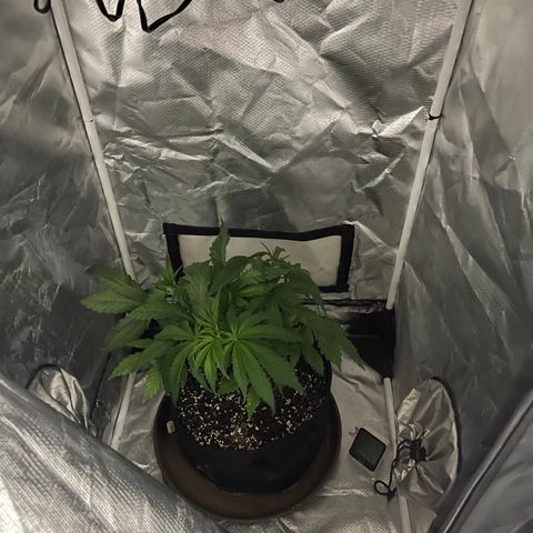 Red mandarine  growlog timeline photo