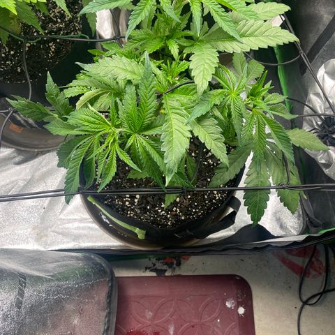 Red mandarine  growlog timeline photo