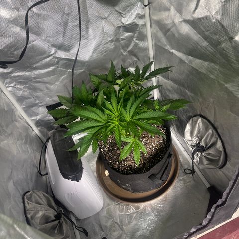 Red mandarine  growlog timeline photo