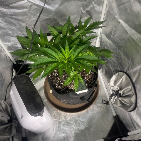 Red mandarine  growlog timeline photo