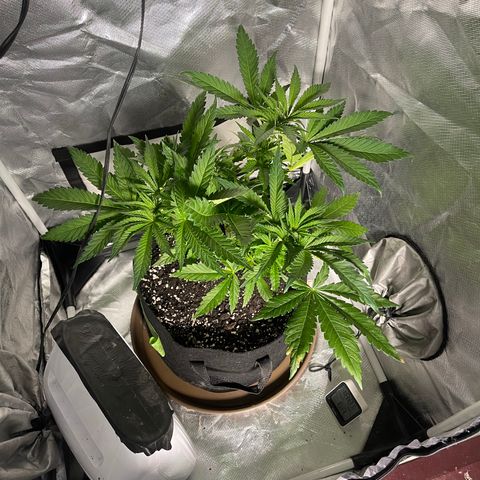 Red mandarine  growlog timeline photo