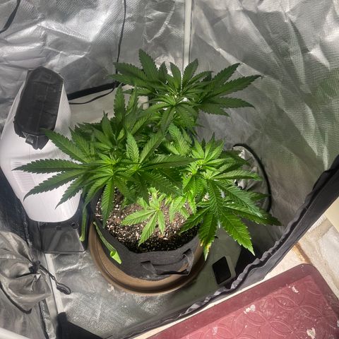 Red mandarine  growlog timeline photo