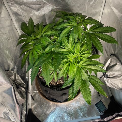 Red mandarine  growlog timeline photo