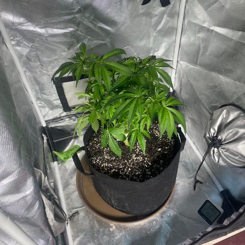 Red mandarine  growlog timeline photo