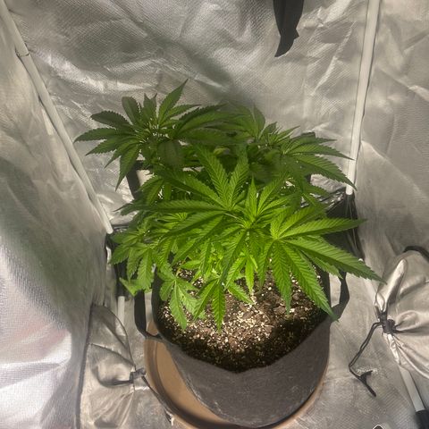 Red mandarine  growlog timeline photo