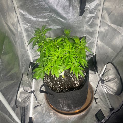 Red mandarine  growlog timeline photo