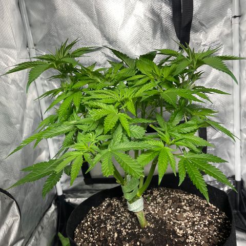 Red mandarine  growlog timeline photo