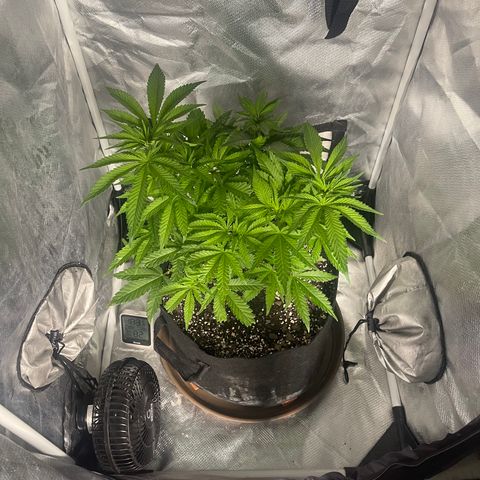 Red mandarine  growlog timeline photo