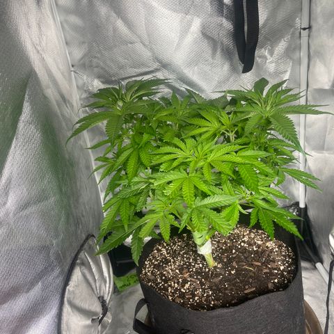 Red mandarine  growlog timeline photo