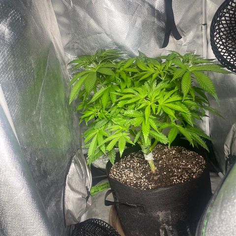 Red mandarine  growlog timeline photo