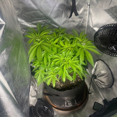 Red mandarine  growlog timeline photo