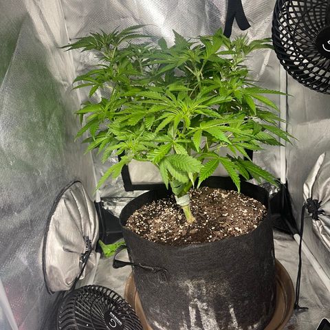 Red mandarine  growlog timeline photo