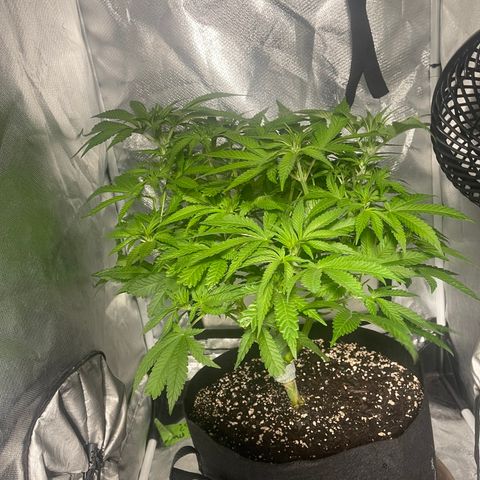 Red mandarine  growlog timeline photo