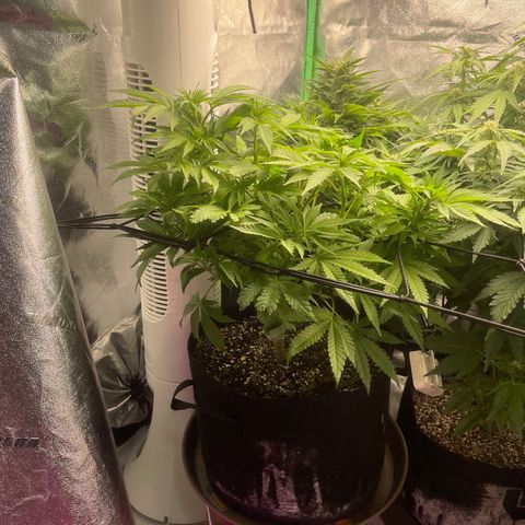 Red mandarine  growlog timeline photo