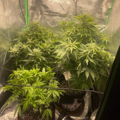 Red mandarine  growlog timeline photo